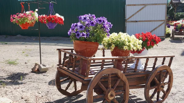 Bloempotten Mini Houten Kar Het Zonlicht — Stockfoto