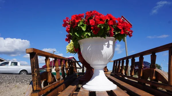 Bloempot Mini Houten Kar Het Zonlicht — Stockfoto