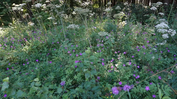 Hierba Del Bosque Con Flores Silvestres Color Púrpura — Foto de Stock