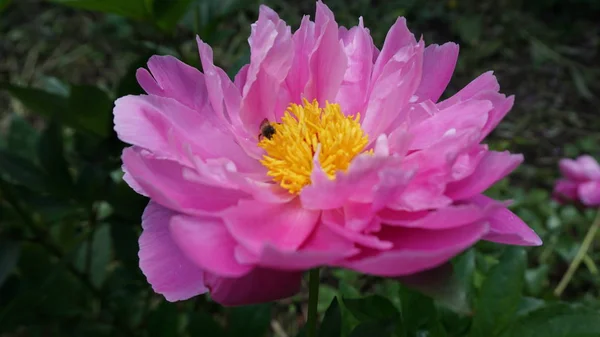 Gros Plan Fleur Pivoine Rose — Photo