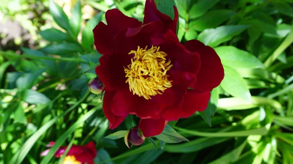 Close Shot Red Peony Flower — Stock Photo, Image