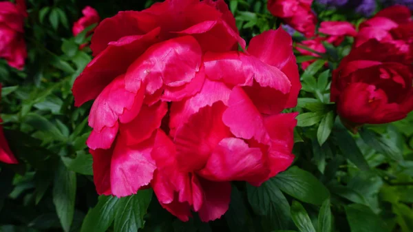 Close Shot Red Peony Flower — Stock Photo, Image