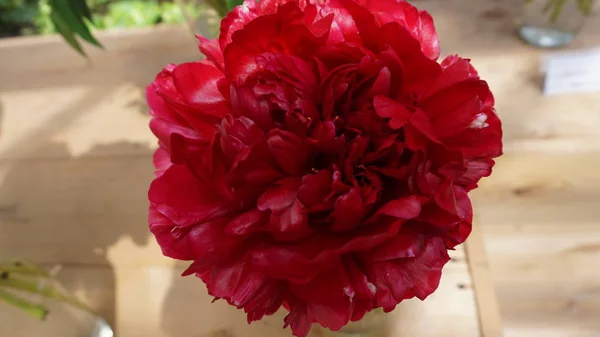 Bliska Strzał Kwiat Czerwony Piwonia — Zdjęcie stockowe