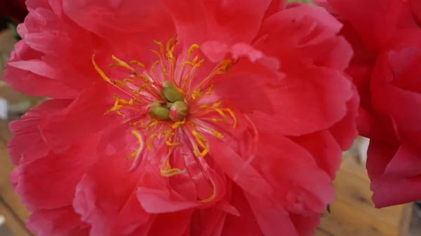 Close Shot Pink Peony Flower — Stock Photo, Image