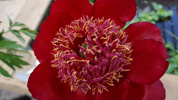 Close Shot Red Peony Flower — Stock Photo, Image