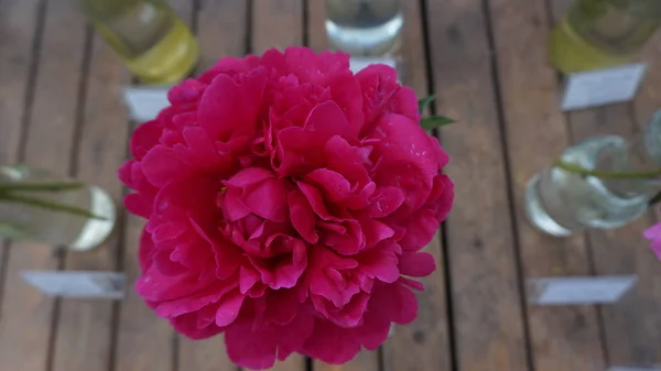 Крупным Планом Снимок Цветка Розового Пиона — стоковое фото