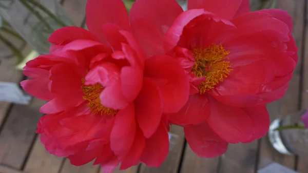 Close Shot Pink Peony Flowers — Stock Photo, Image
