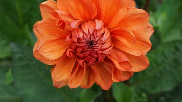 Close Tiro Exuberante Flor Crisântemo Laranja — Fotografia de Stock