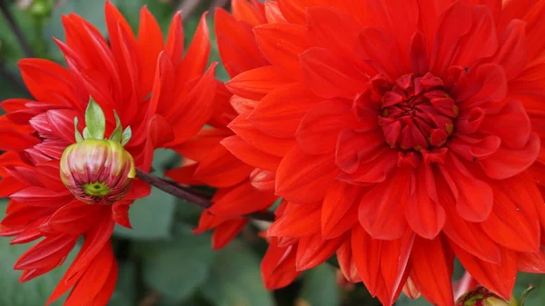 Primer Plano Plano Flores Astro Rojo — Foto de Stock