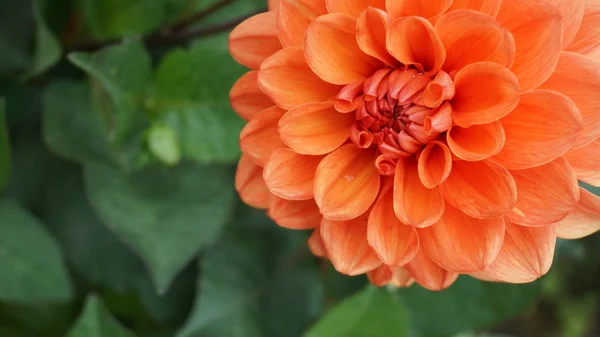 Primer Plano Plano Exuberante Flor Crisantemo Naranja — Foto de Stock