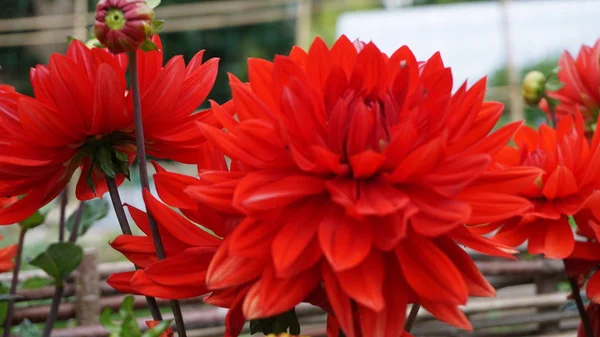 Close Shot Van Rode Aster Bloemen — Stockfoto