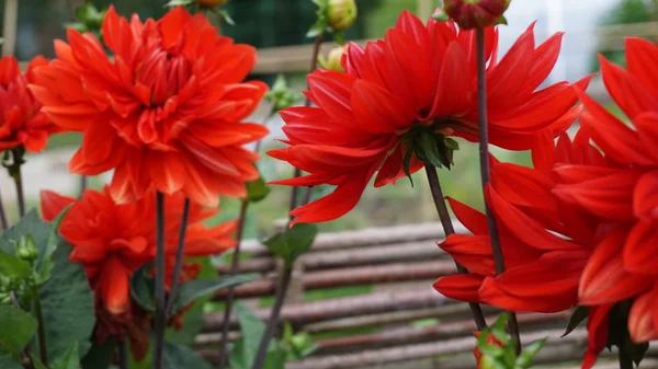 Detailní Záběr Záběr Červená Aster Květin — Stock fotografie