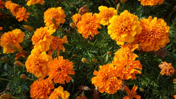 Marigold Flowers Green Leaves Bright Sunlight — Stock Photo, Image