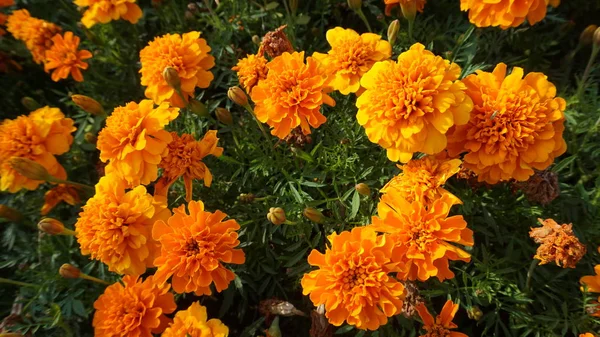 Kadife Çiçeği Çiçek Parlak Güneş Işığı Altında Yeşil Yaprakları Ile — Stok fotoğraf