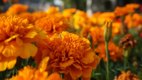 Kwiaty Nagietka Zielonych Liści Jasnym Świetle Słonecznym — Zdjęcie stockowe