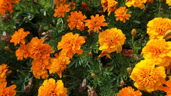 Квіти Чорнобривців Зеленим Листям Яскравому Сонячному Світлі — стокове фото