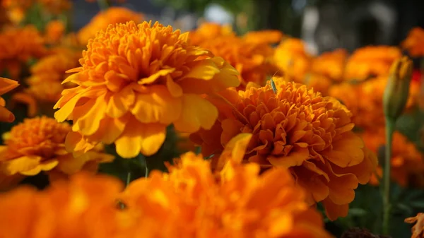 Marigold Flowers Green Leaves Bright Sunlight — Stock Photo, Image