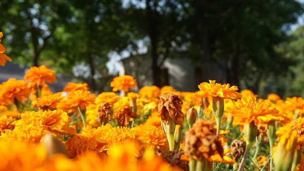 Goudsbloem Bloemen Met Groene Bladeren Fel Zonlicht — Stockfoto