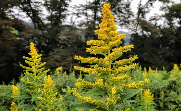 Plantas Verdes Con Flores Pequeñas Amarillas — Foto de Stock