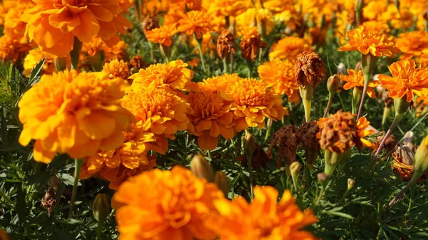 Flores Calêndula Com Folhas Verdes Luz Solar Brilhante — Fotografia de Stock