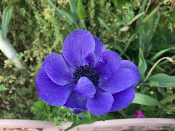 Close Shot Vivid Blue Flower — Stock Photo, Image