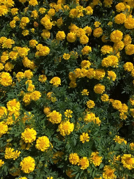 Marigold Flowers Green Leaves Bright Sunlight — Stock Photo, Image
