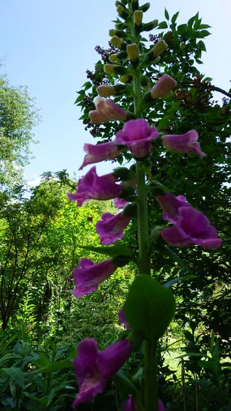 Primer Plano Plano Flores Florecientes Púrpura — Foto de Stock