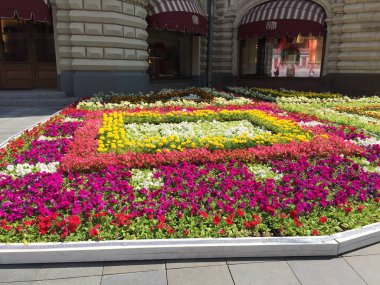 Şehirde çiçek açan çiçekler ile parlak çiçek yatağı