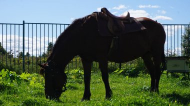 Eyerli at dinlenme ve kırsal otlatma