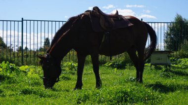 Eyerli at dinlenme ve kırsal otlatma