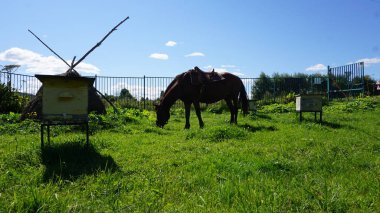 Eyerli at dinlenme ve kırsal otlatma