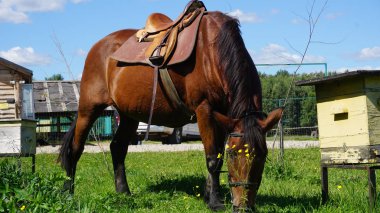 Eyerli at dinlenme ve kırsal otlatma