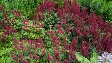 Baharda çiçek açan çalılar