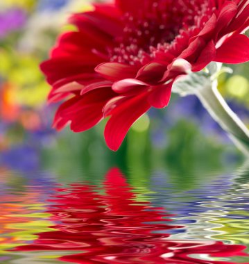 Yansıma ile suda parlak kırmızı çiçek