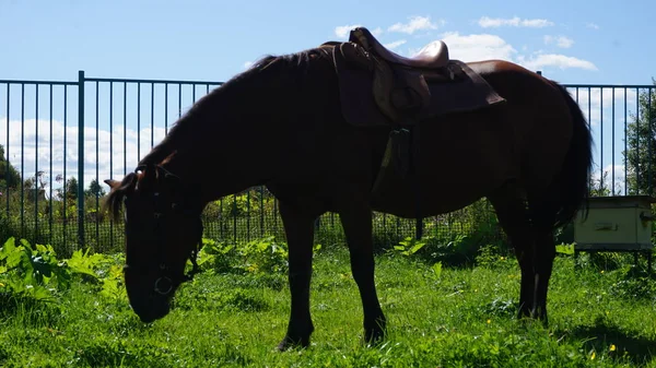 Saddled Horse Resting Grazing Countryside — Stock Photo, Image
