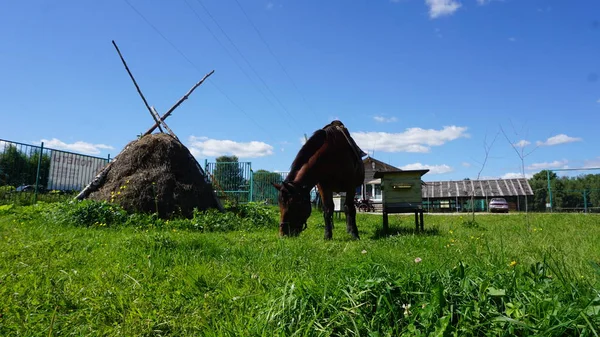 Gesatteltes Pferd Rastet Und Weidet Auf Dem Land — Stockfoto