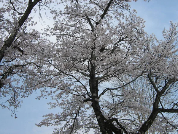 Белые Цветущие Деревья Голубом Фоне Неба — стоковое фото