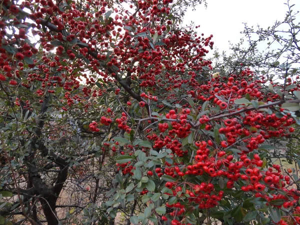 Rowanberry Árvore Com Bagas Vermelhas Brilhantes — Fotografia de Stock
