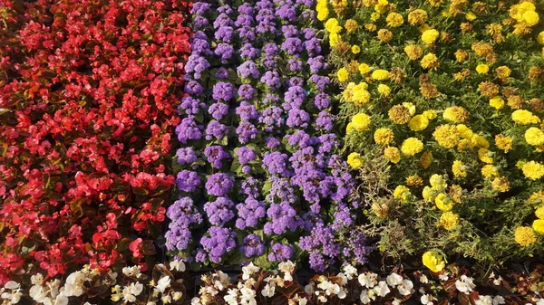 Colourful Flowers Flower Bed — Stock Photo, Image