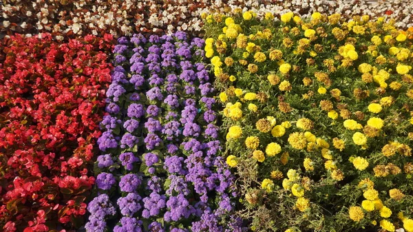 Colourful Flowers Flower Bed — Stock Photo, Image