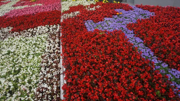 Colourful Flowers Flower Bed — Stock Photo, Image