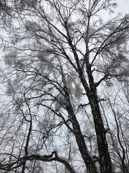 Árvores Inverno Nuas Fundo Céu Branco — Fotografia de Stock