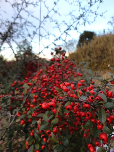 Detail View Rowanberry Tree Bright Red Berries — Stock Photo, Image