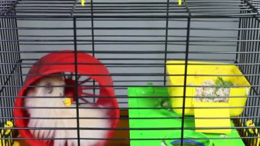 Kırmızı tekerlekle dolaşan aktif bir hamster.