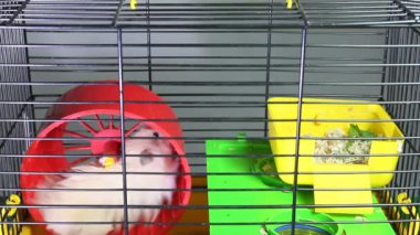 Kırmızı tekerlekle dolaşan küçük bir hamster.