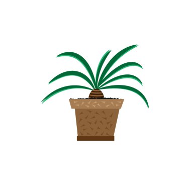 Bir tencerede vektör çiçek. Yeşil dekoratif çiçek. Beyaz arka plan üzerinde saksı.