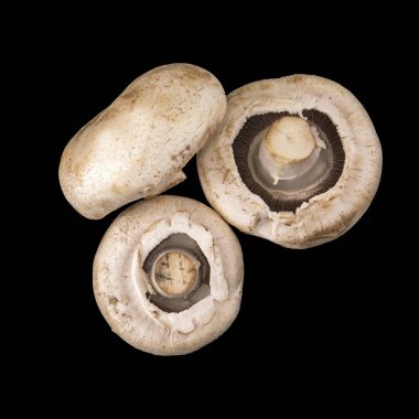 Champignon mantar. Siyah arka plan üzerine izole üç mantar.