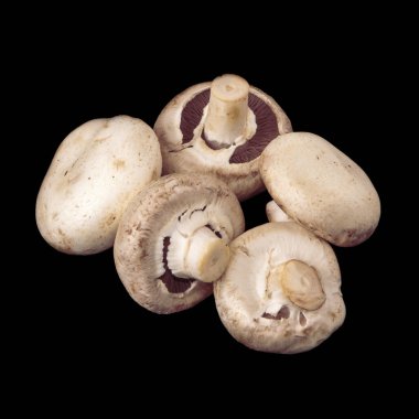 Champignon mantar. Siyah arka plan üzerine izole beş mantar.