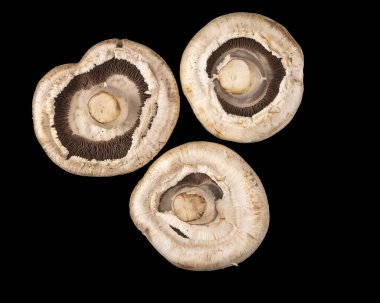 Champignon mantar. Siyah arka plan üzerine izole üç mantar.