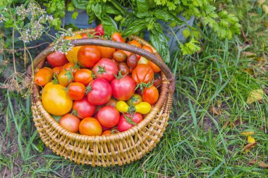 Çiftçiler bahçede yeşil çimenlerin üzerinde renkli domates sepeti dolu